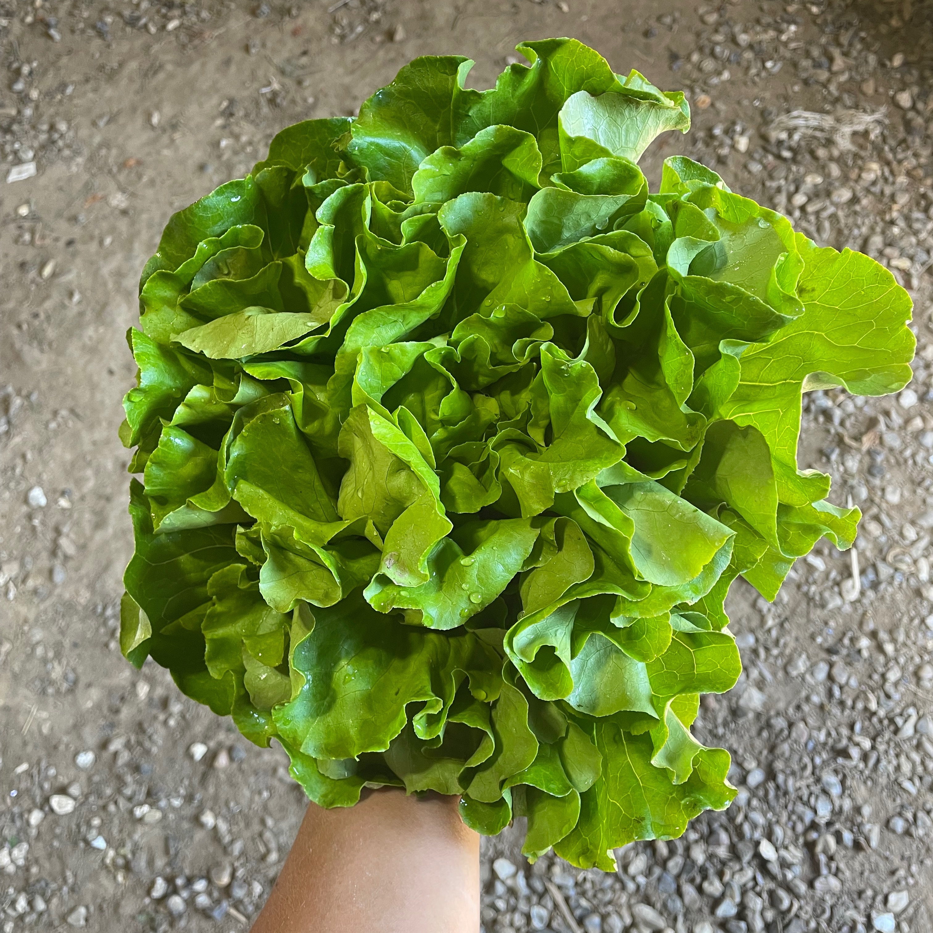 Laitue verte