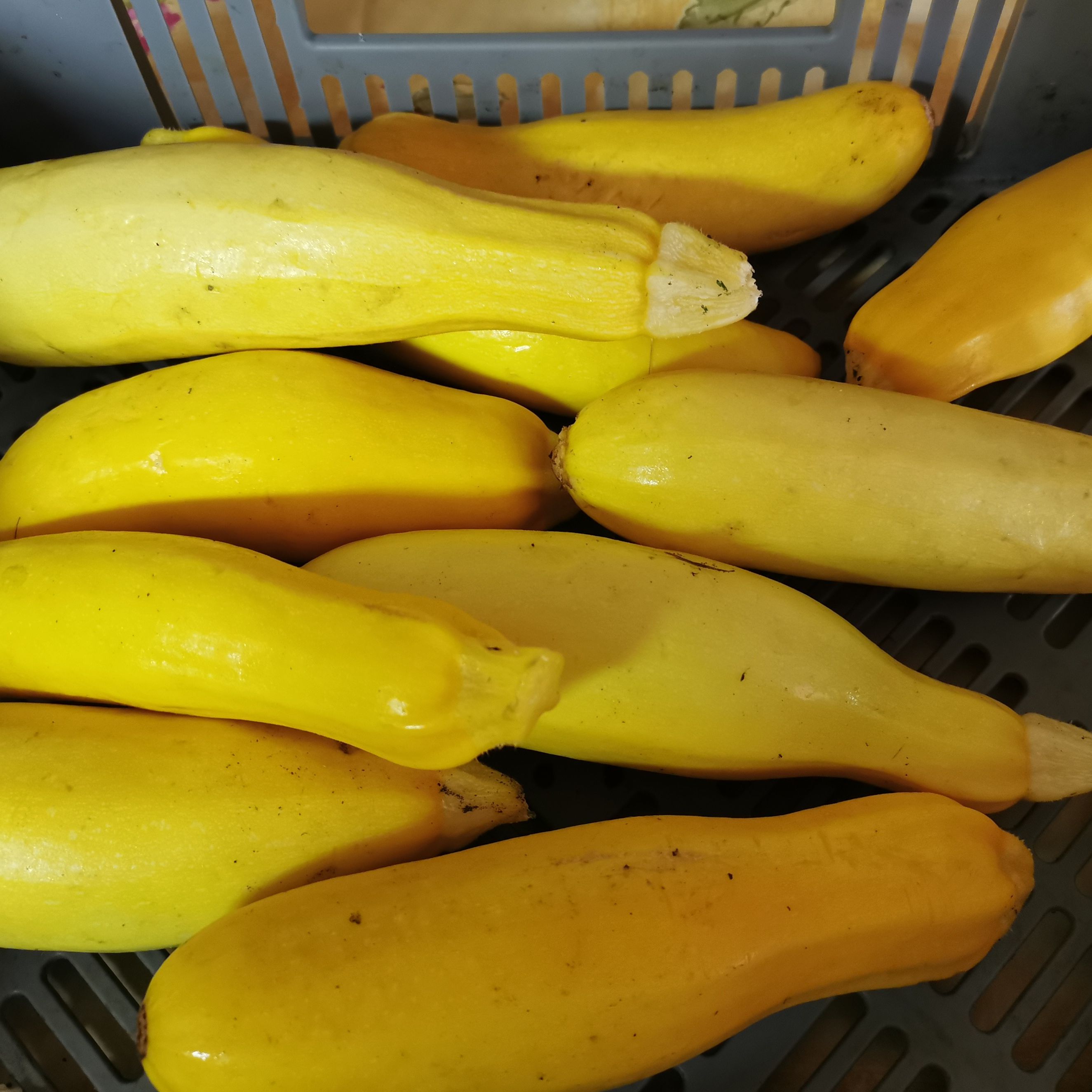 Courgette Jaune