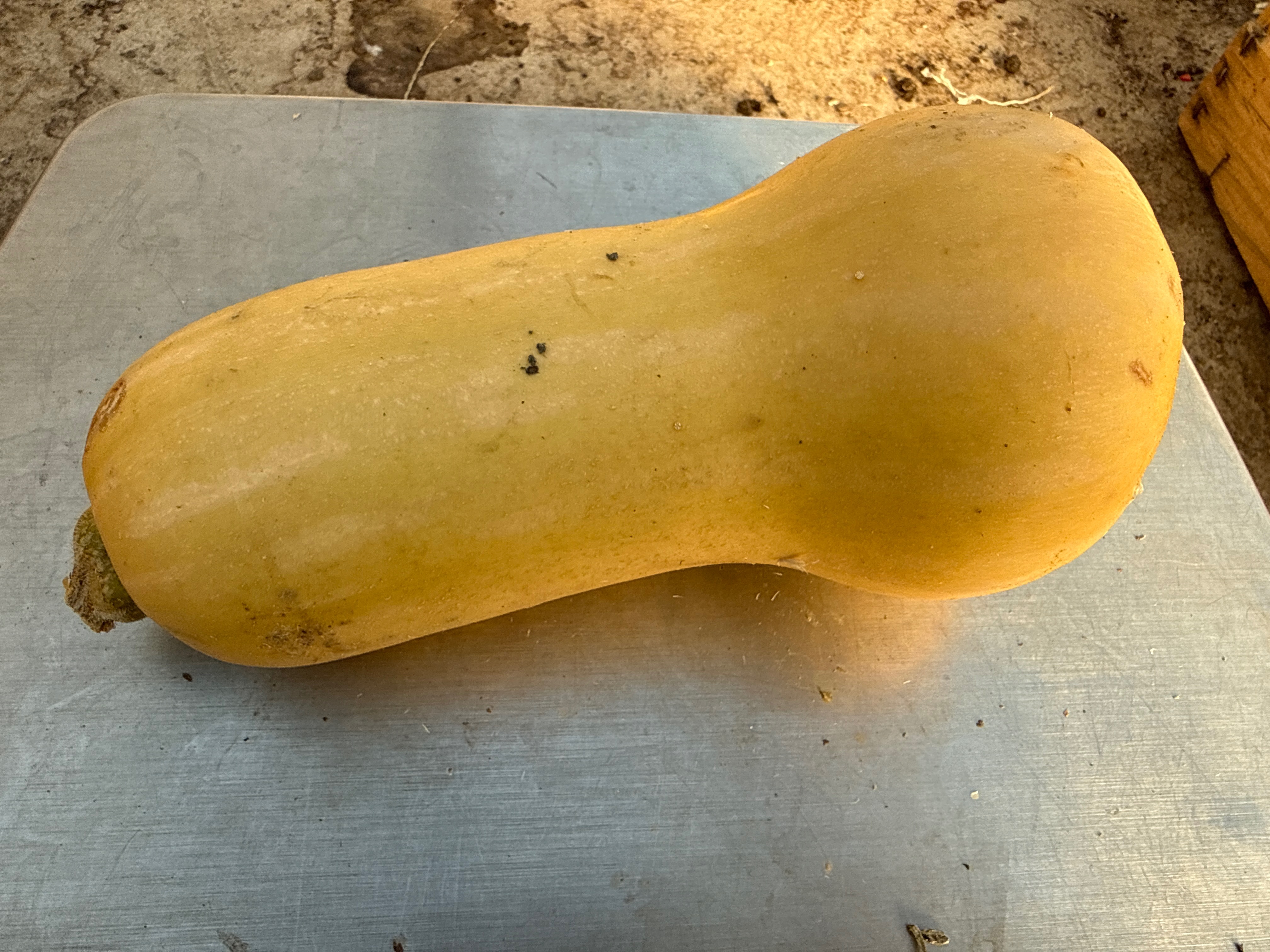 Courge Butternut - 1 kg à 1,5 kg - 1kg