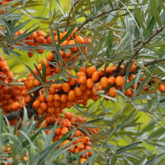 Argousier - Hippophae rhamnoides - Couple Femelle et Mâle