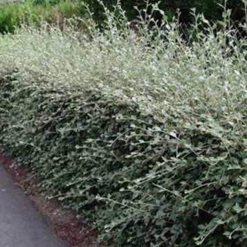 Cotonéastre de Franchet - Cotoneaster franchetti