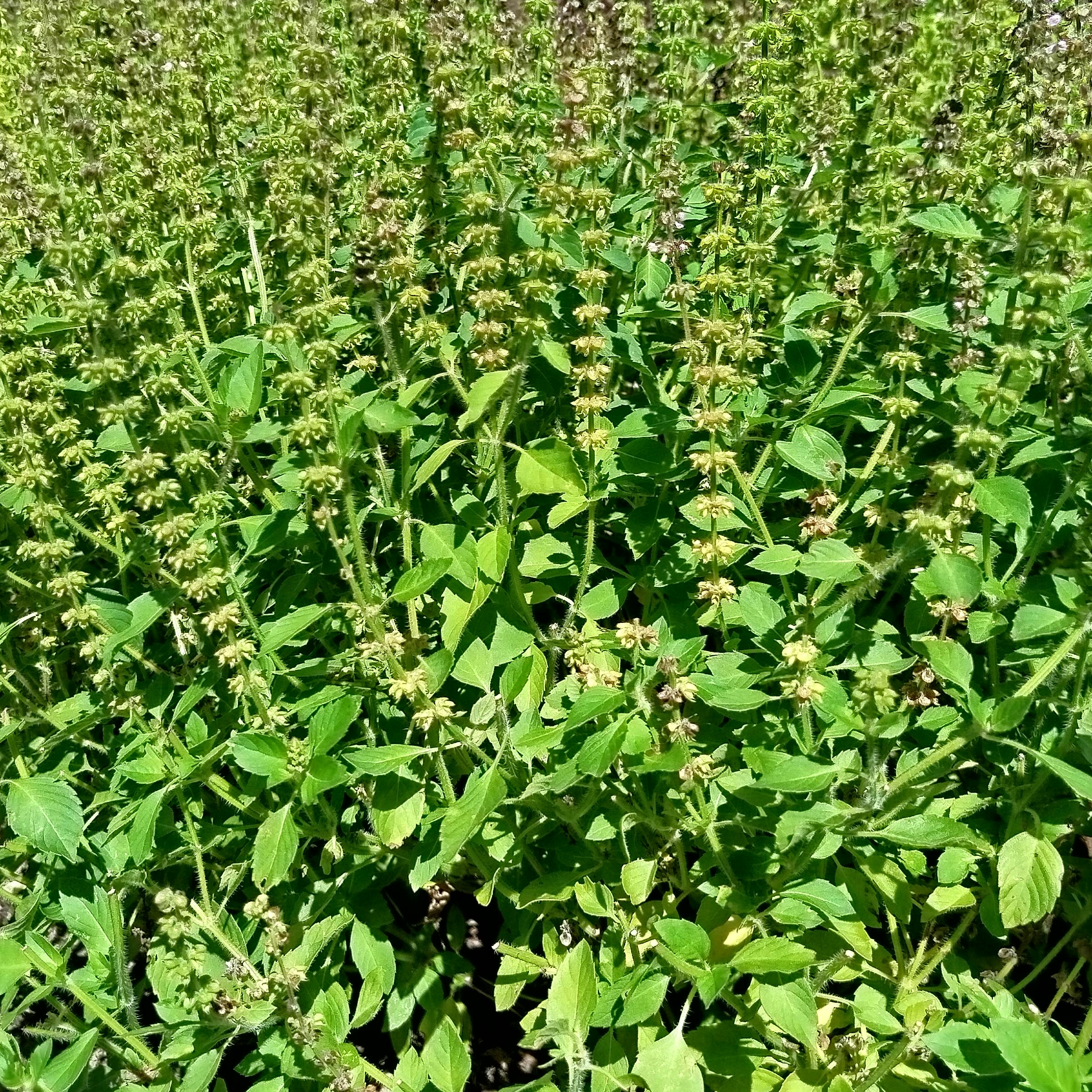 Alcoolature Basilic Sacré - Tulsi