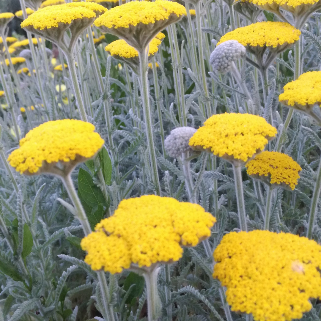 Achillea coartata