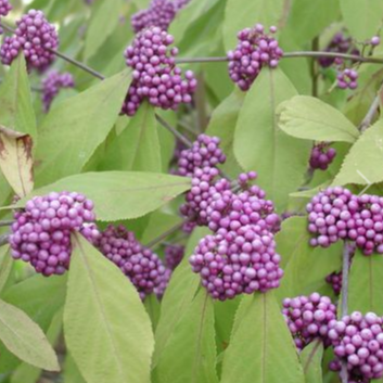 Callicarpa bodinieri "Profusion"