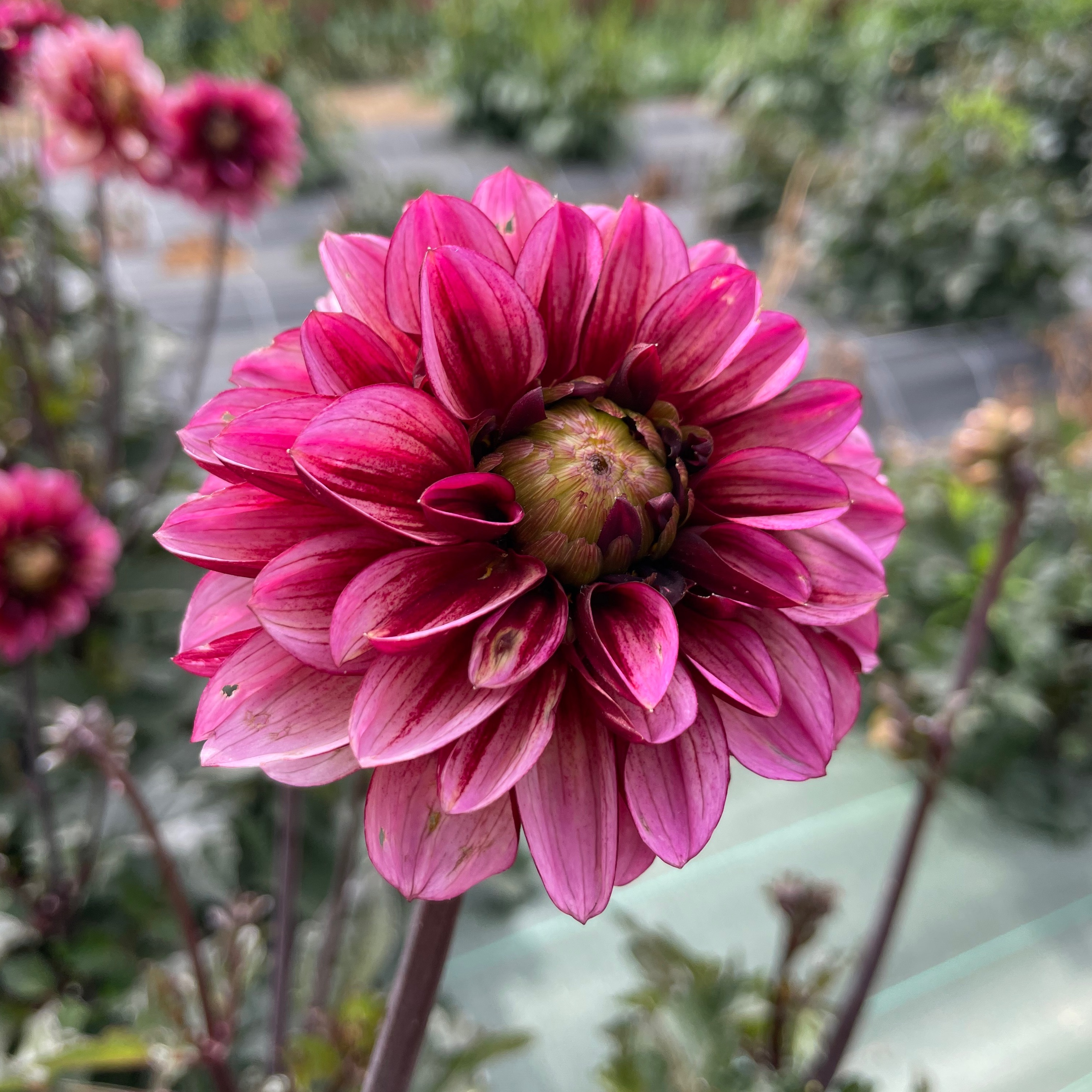 Dahlia PRUNE x10 tiges +/- 50cm