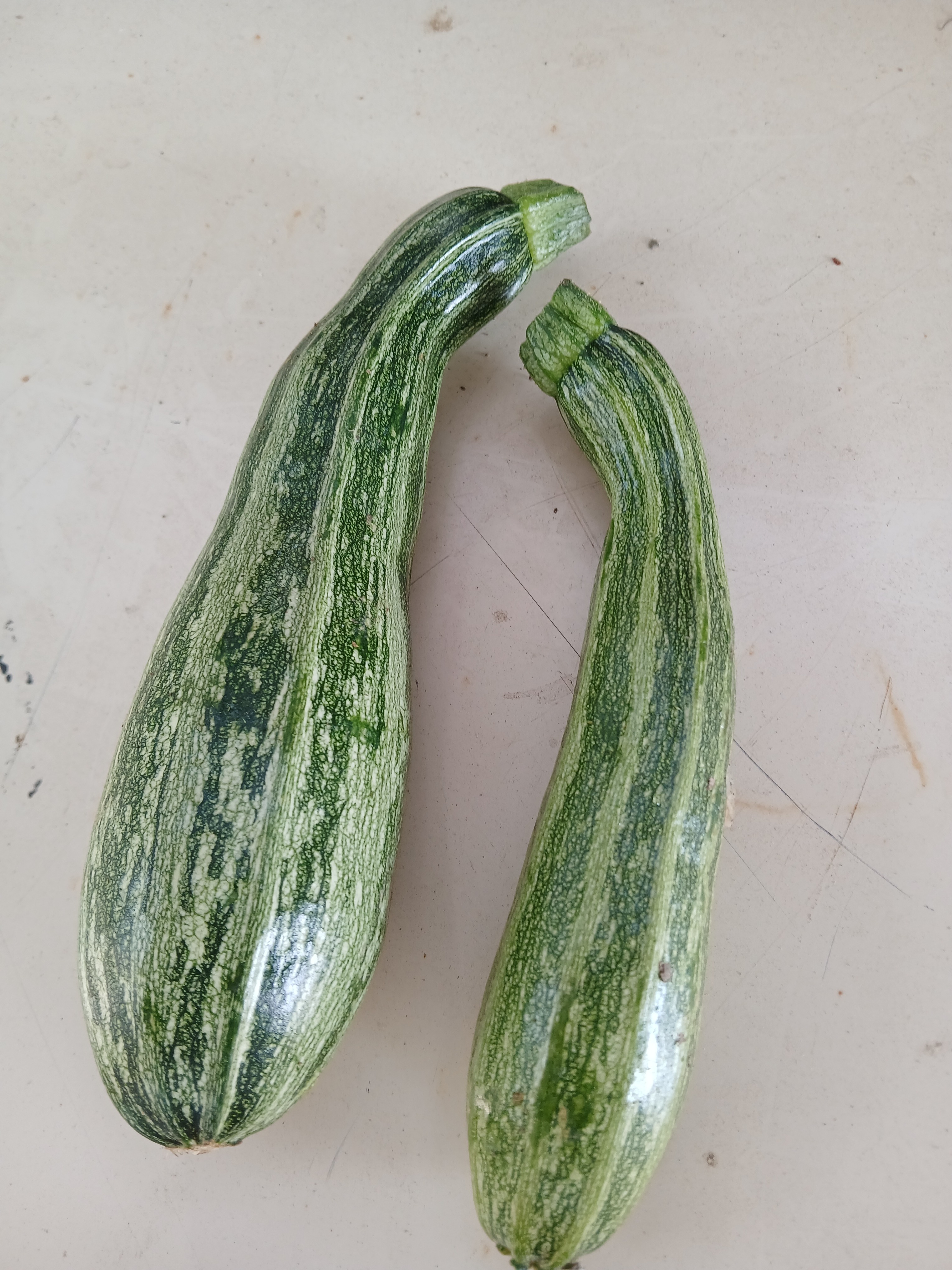 Courgette striée