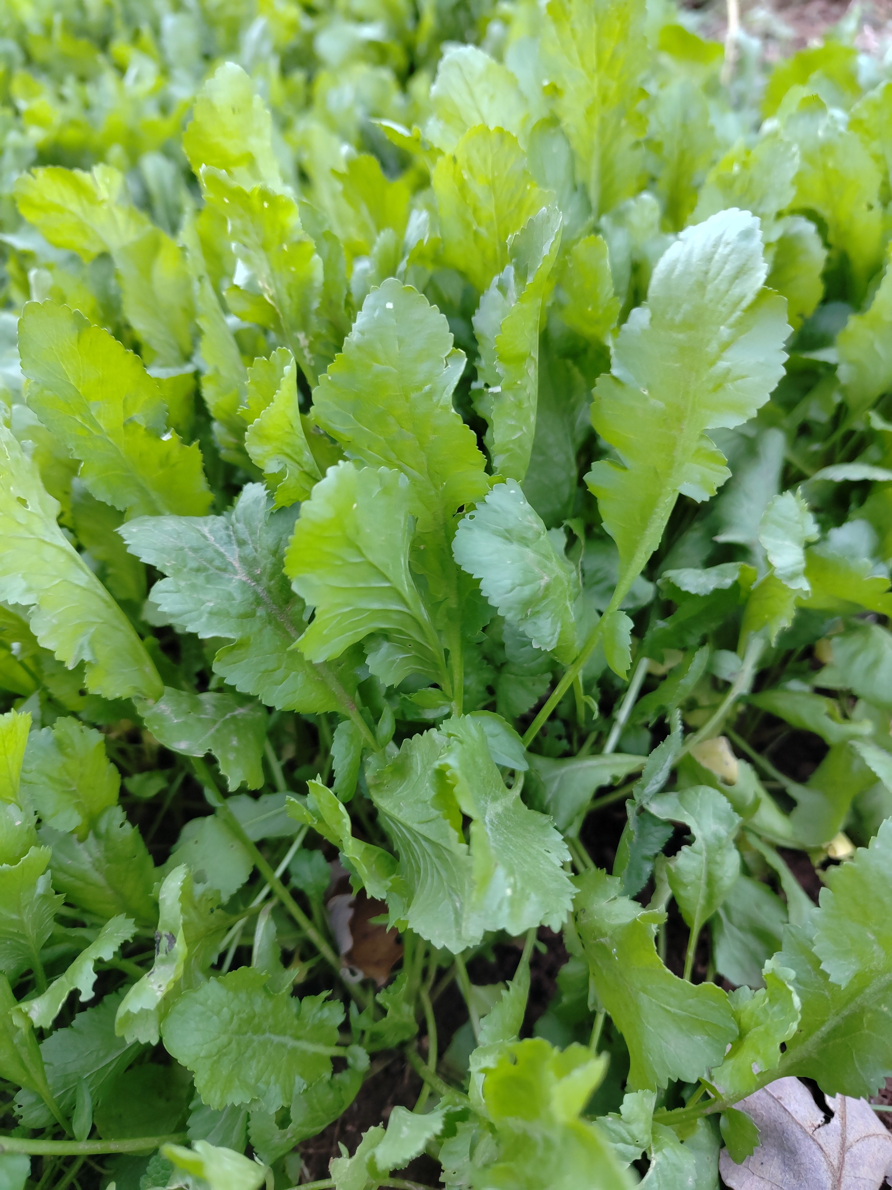 Cresson à grande feuille