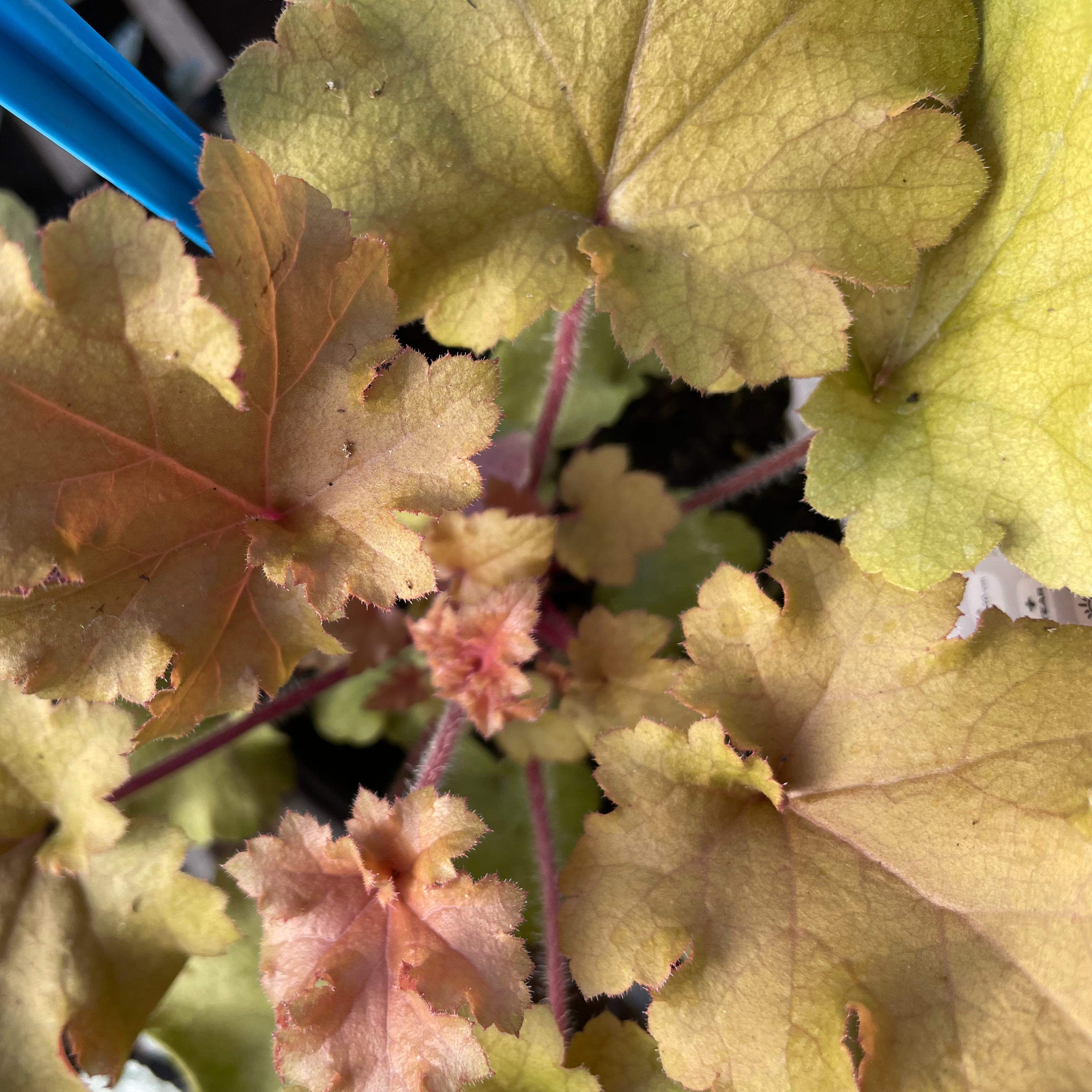Heuchera 'Marmalade'