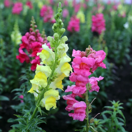 MUFLIER À GRANDES FLEURS Bio