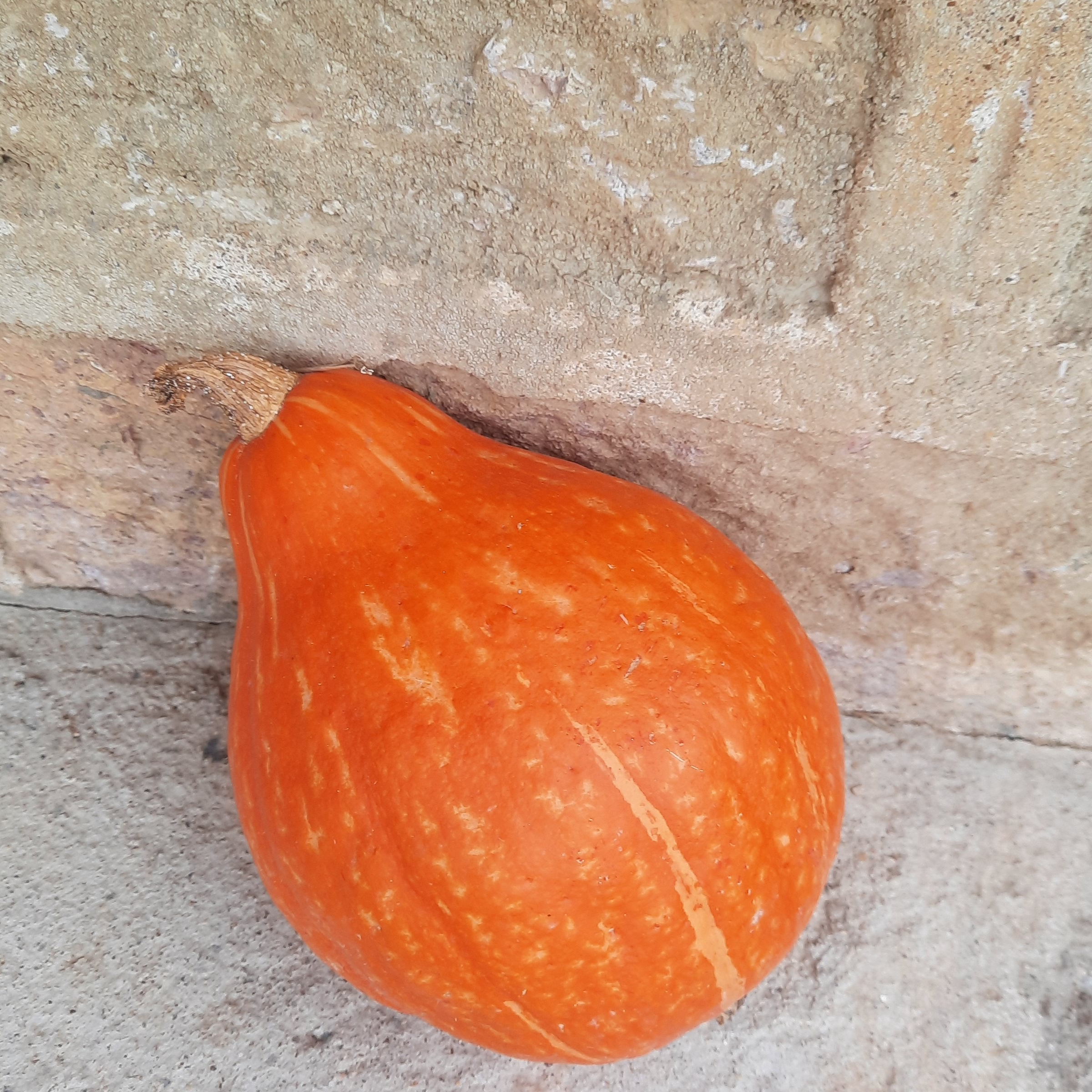 Potimaron