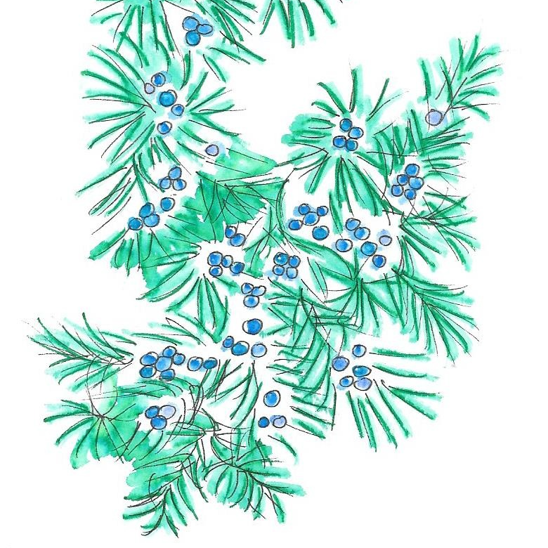 Genévrier commun - 15ml