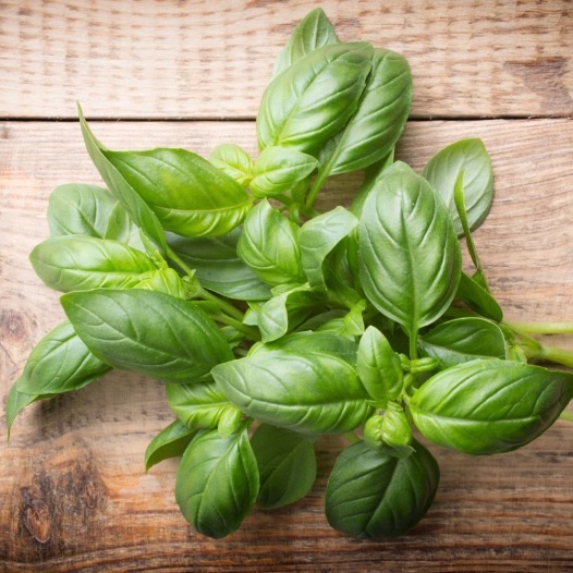 Plant de Basilic "Grand Vert Genovese"
