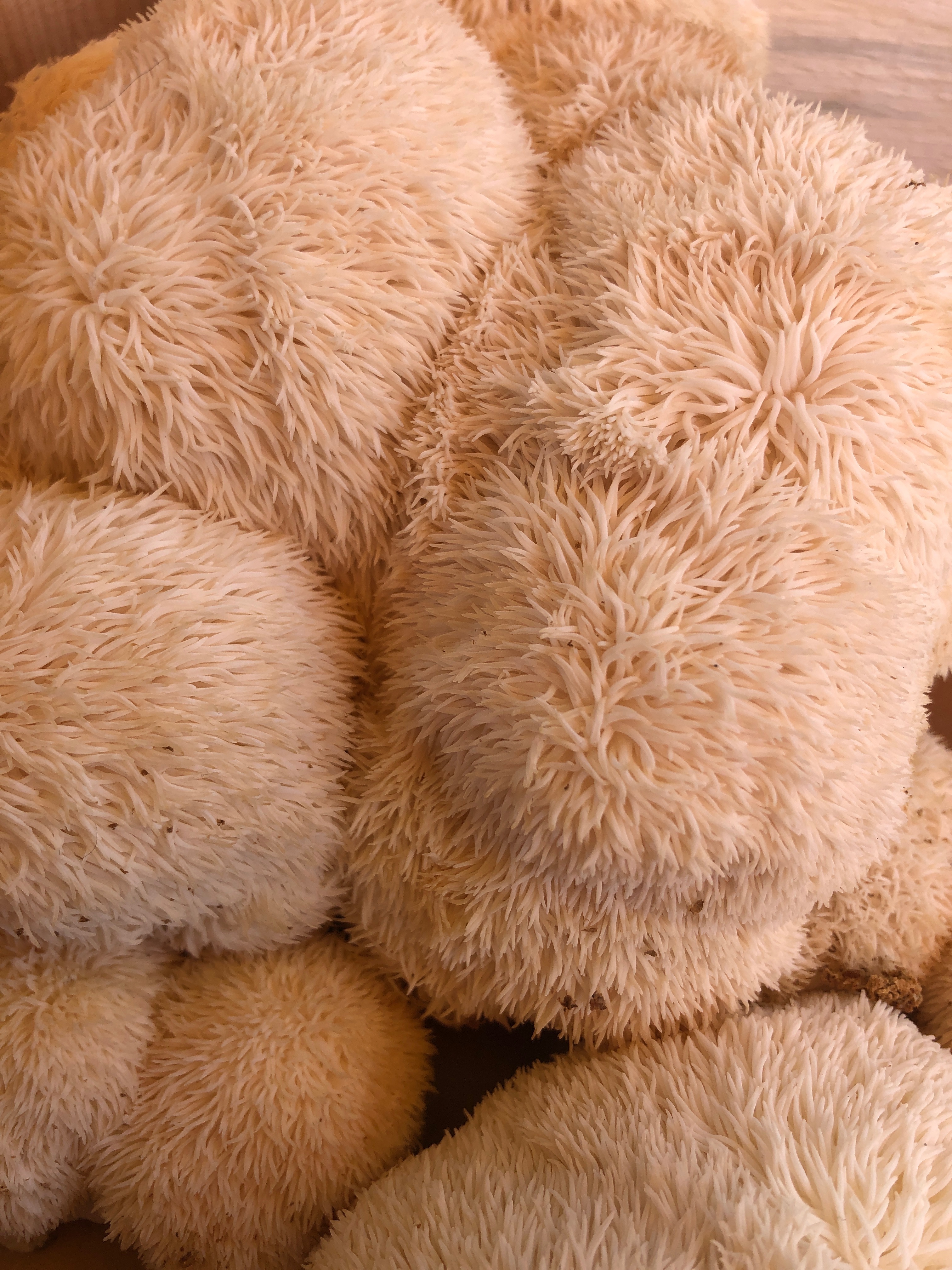 Hericinum Erinaceus «&nbsp;Lion’s Mane&nbsp;»