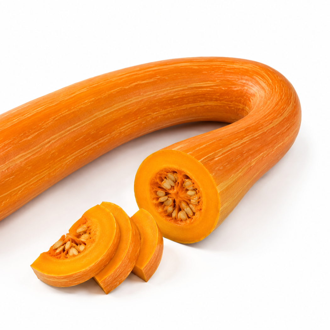 Courge longue de Nice