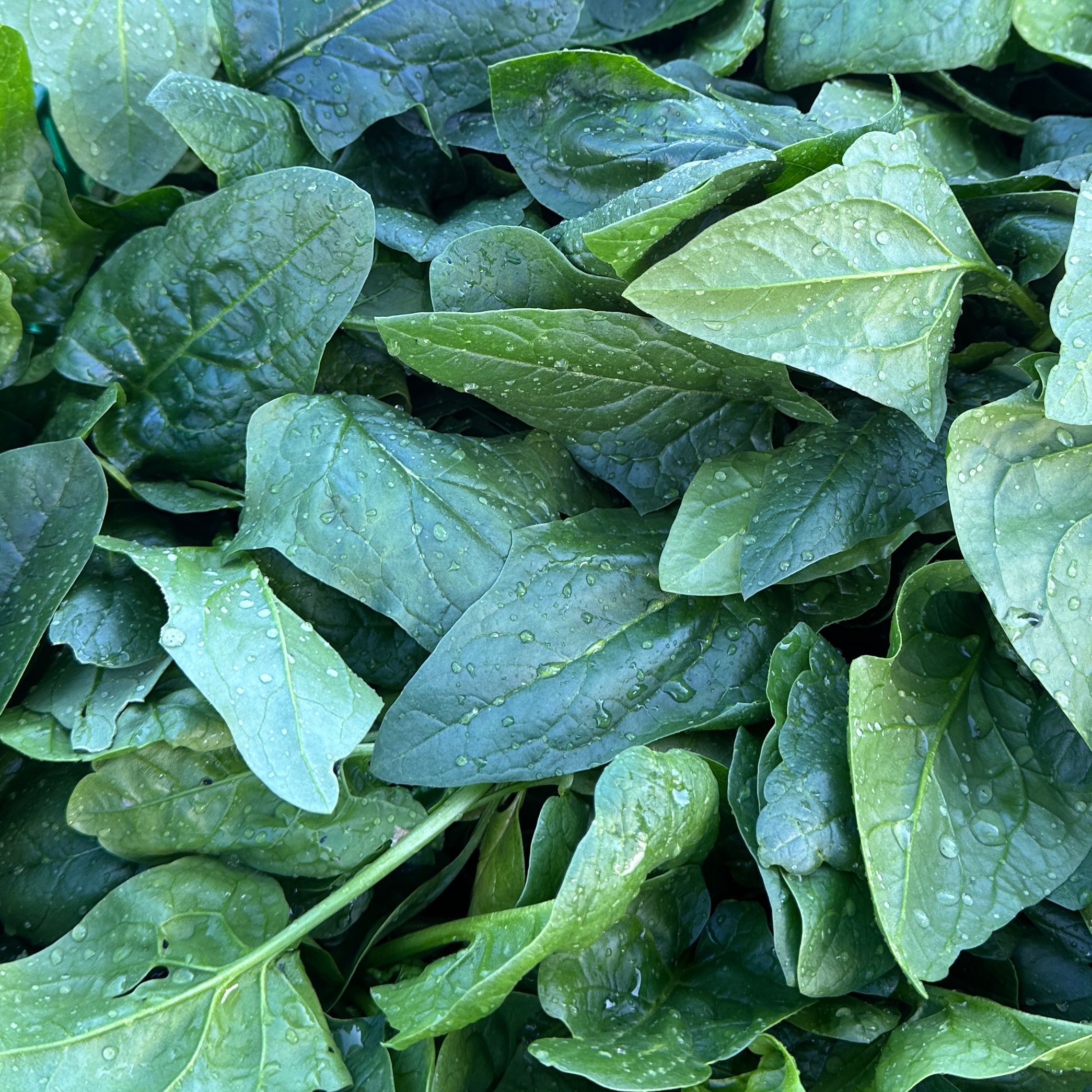 Epinards - Du Jardin