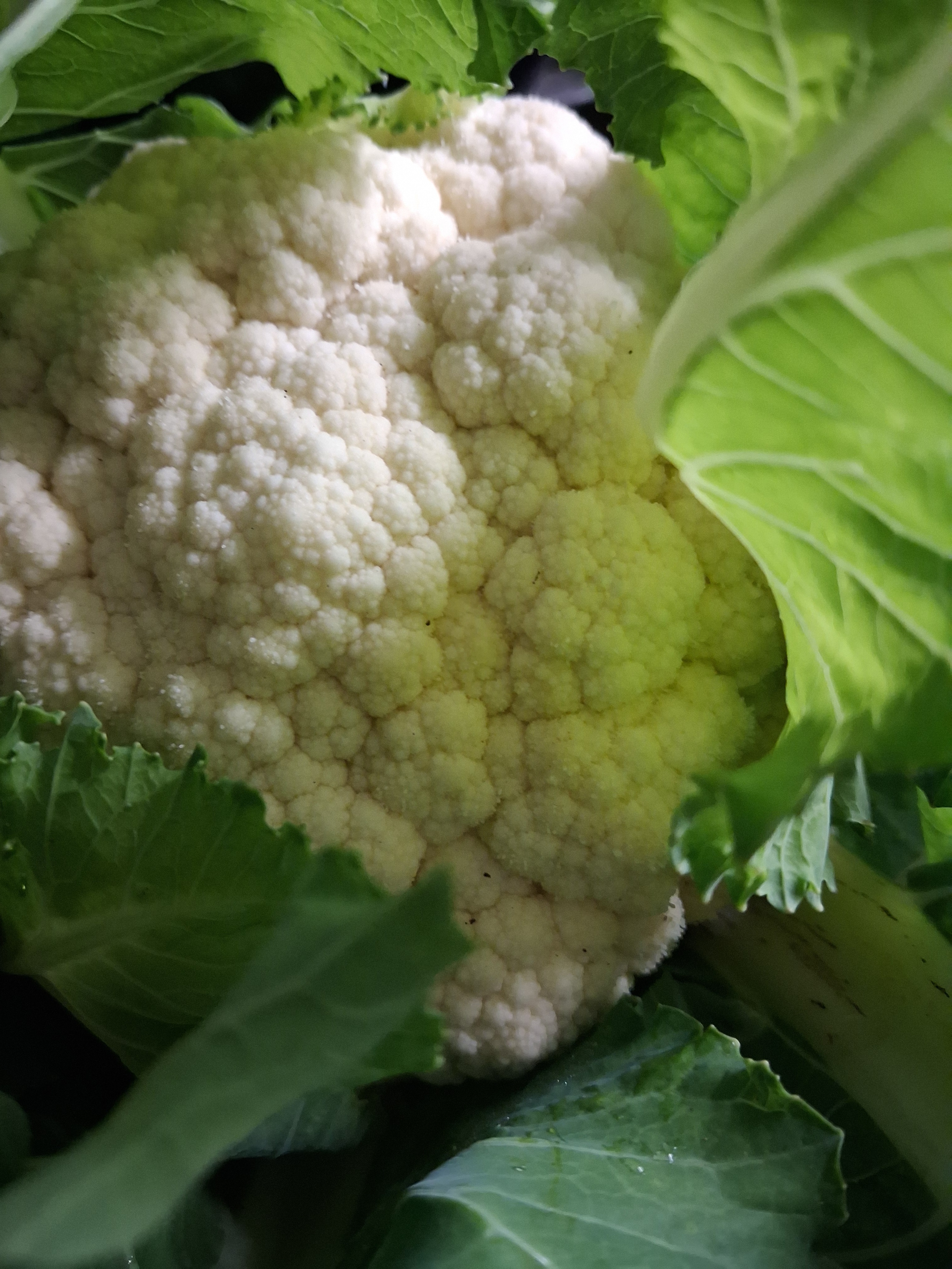 Chou fleur S