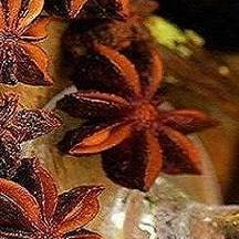 Tisane – Fraicheur D’Été - 50g