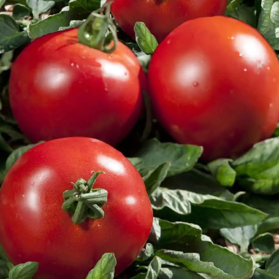 Tomate ronde Paola