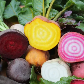 Betterave Trois Couleurs