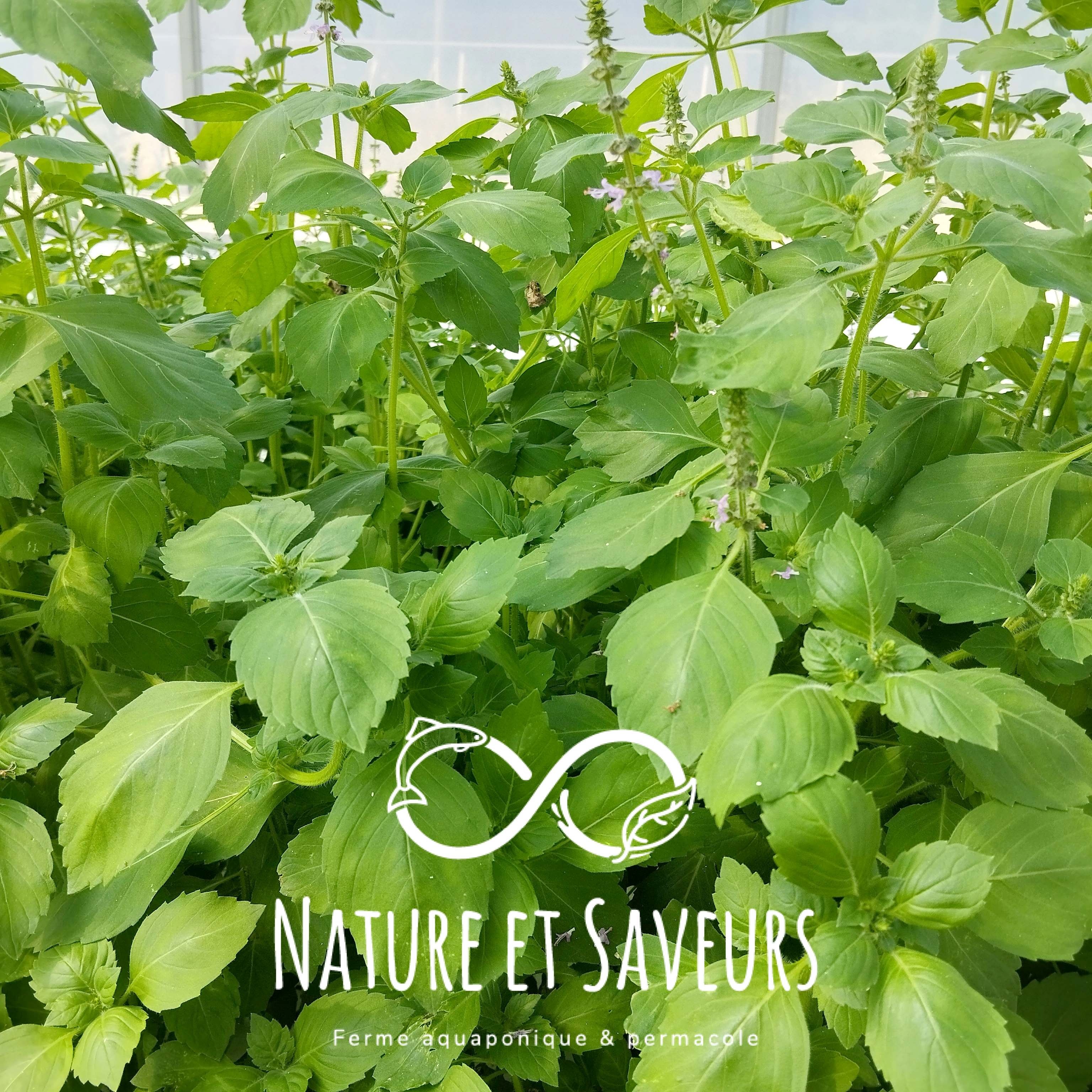 Basilic sacré tulsi — aromate rare de la ferme - 100g