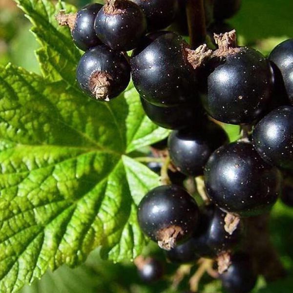 Cassis "Noir de Bourgogne" - Ribes nigrum