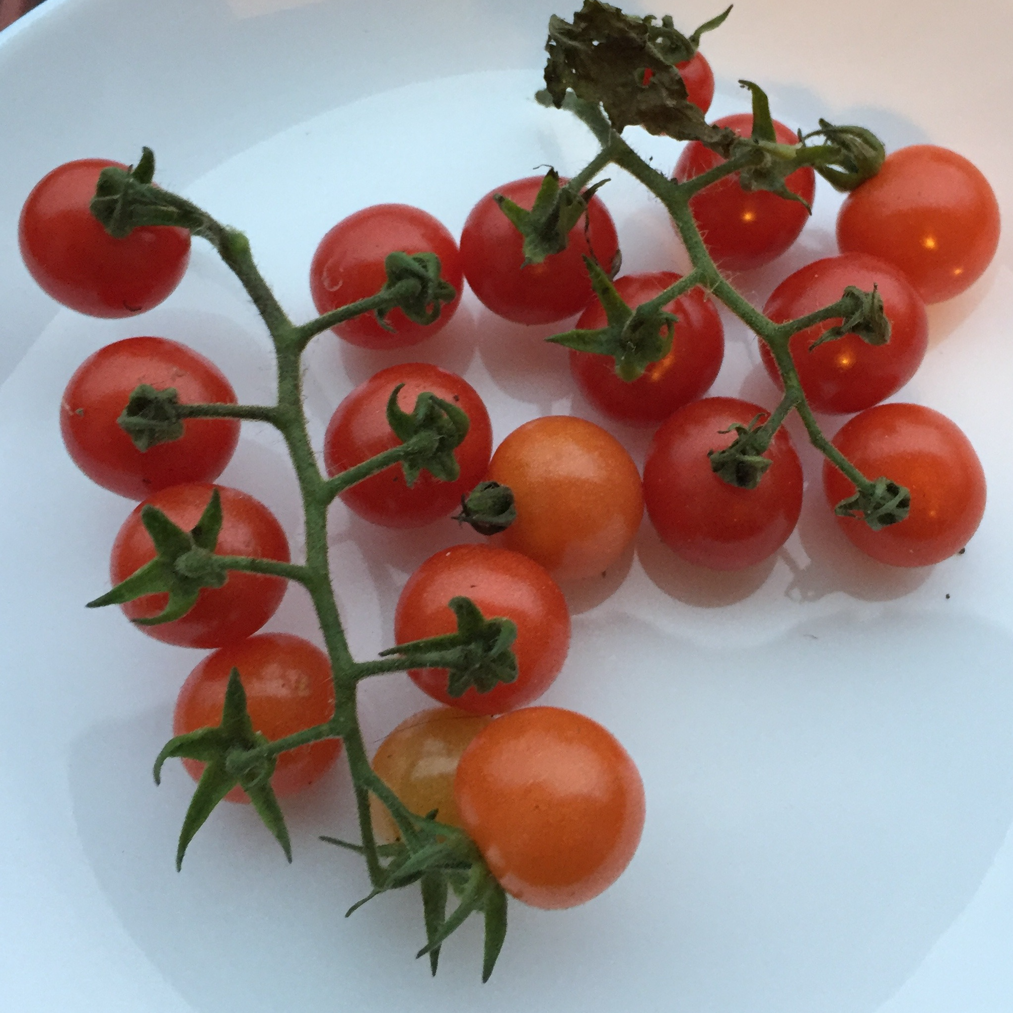 Tomate groseille Red Currant - godet 8 cm