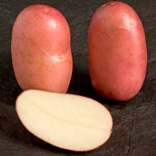 Pommes de terre Stemster AB