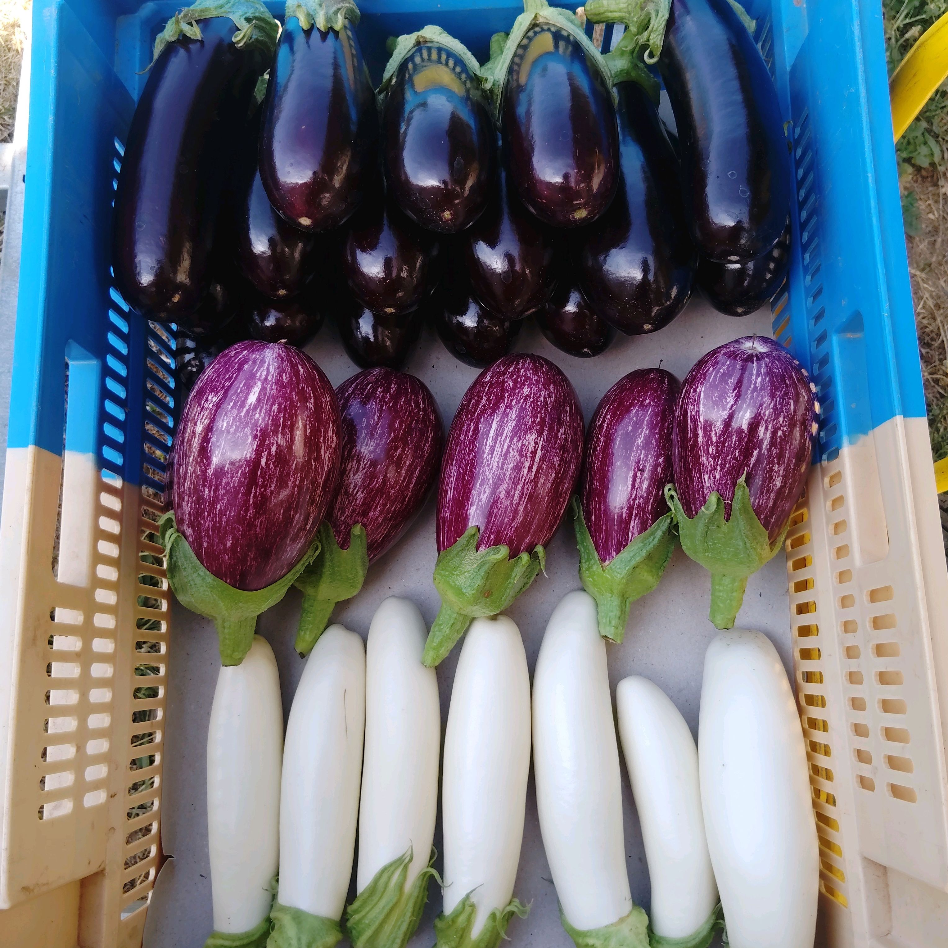 Aubergine