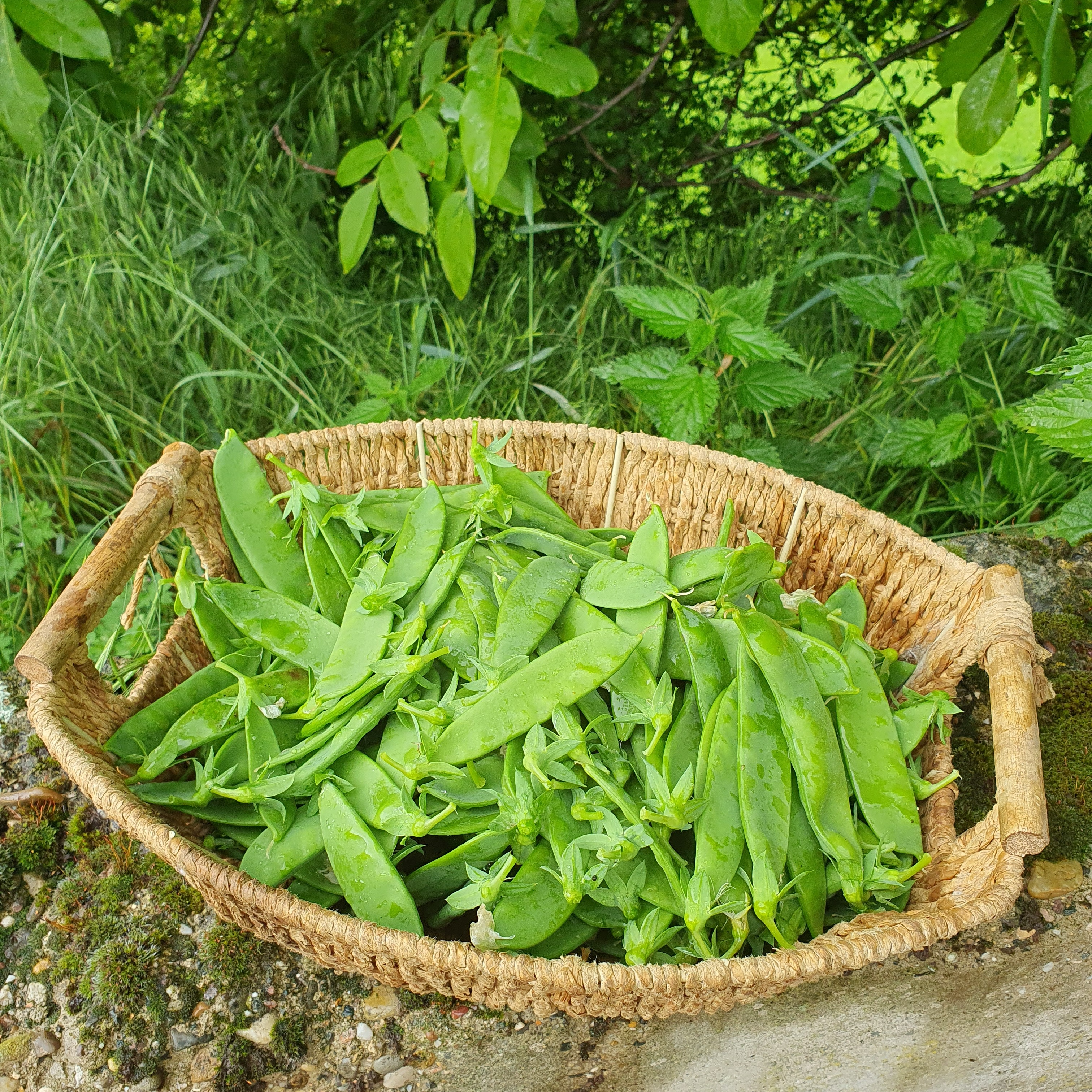 Pois mangetout