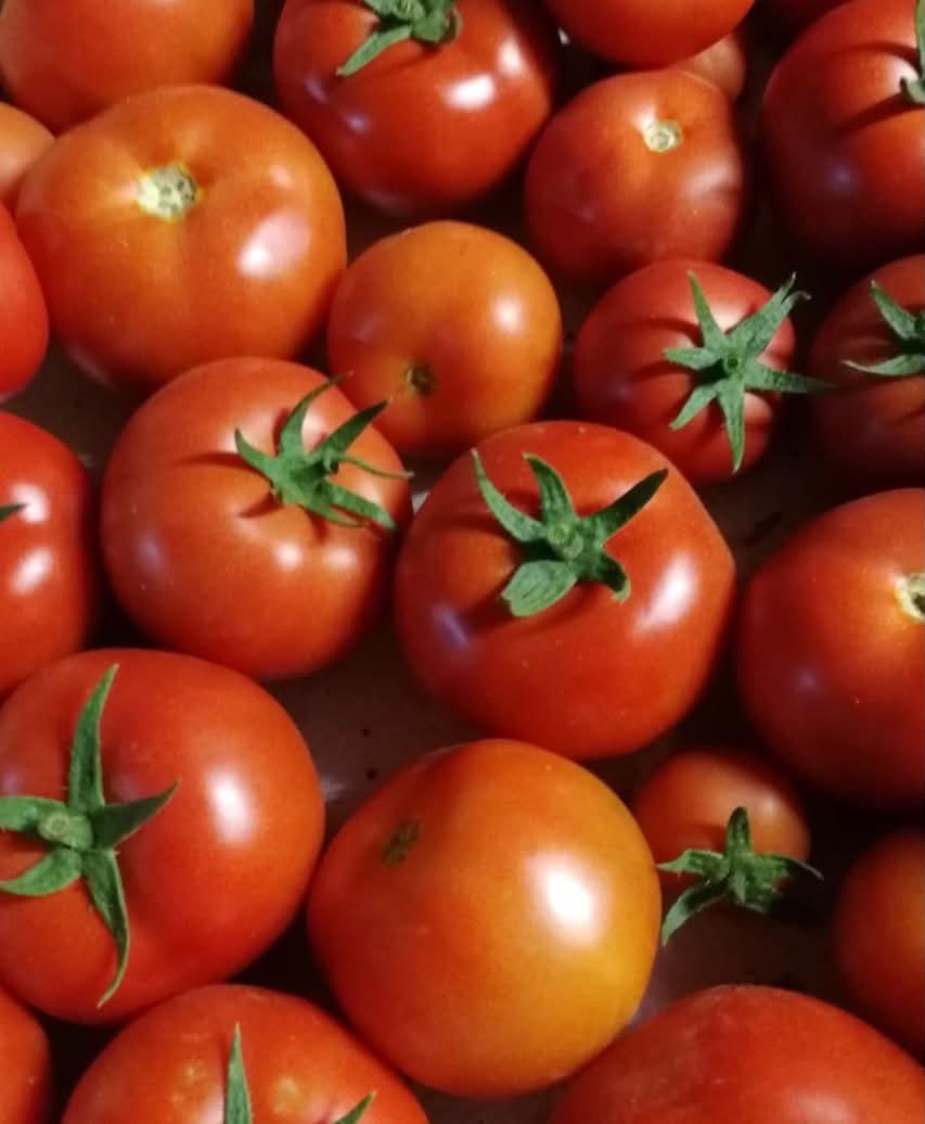 tomates rondes rouges 1kg - 1kg