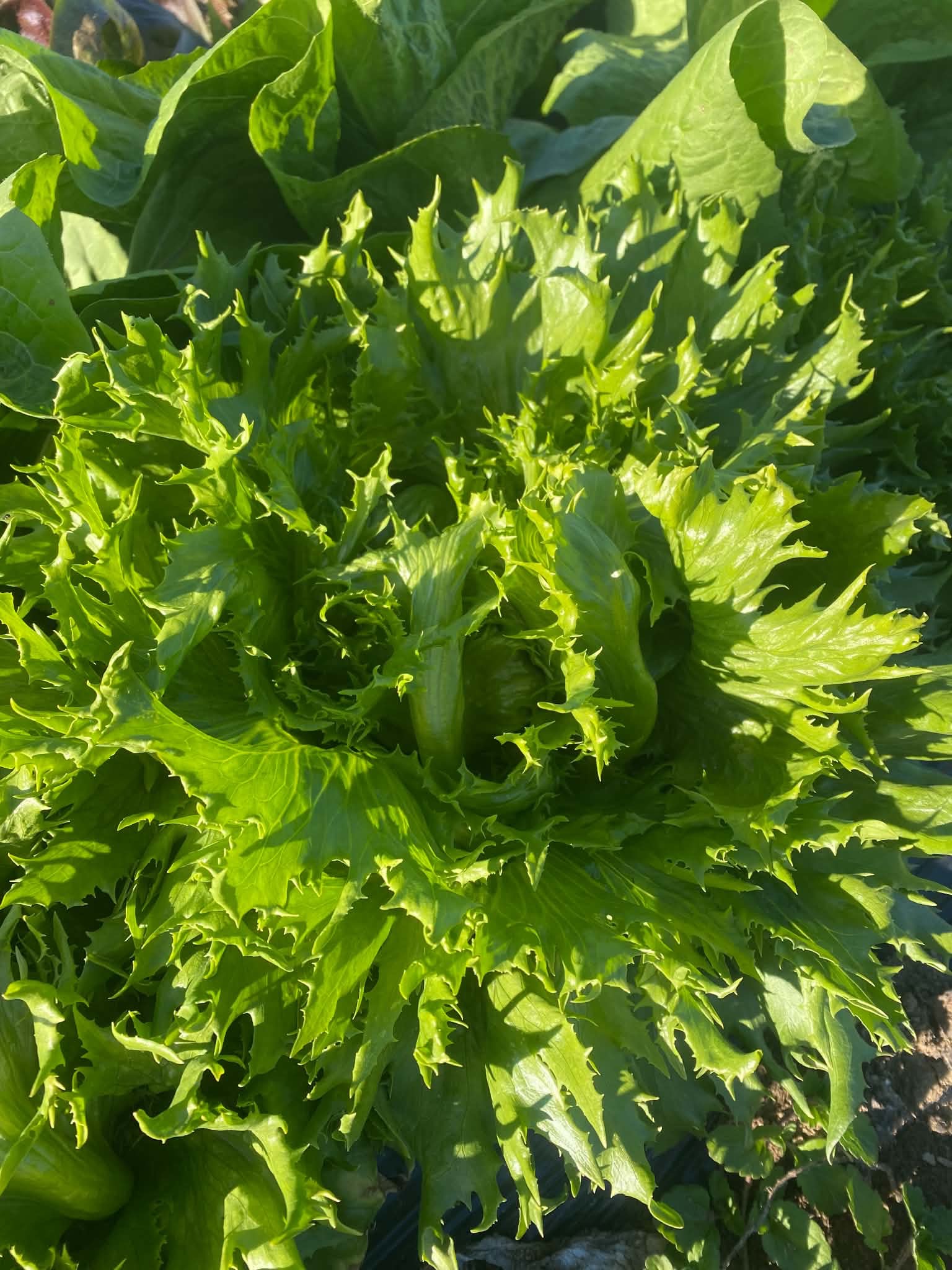 salade Reine des Glaces