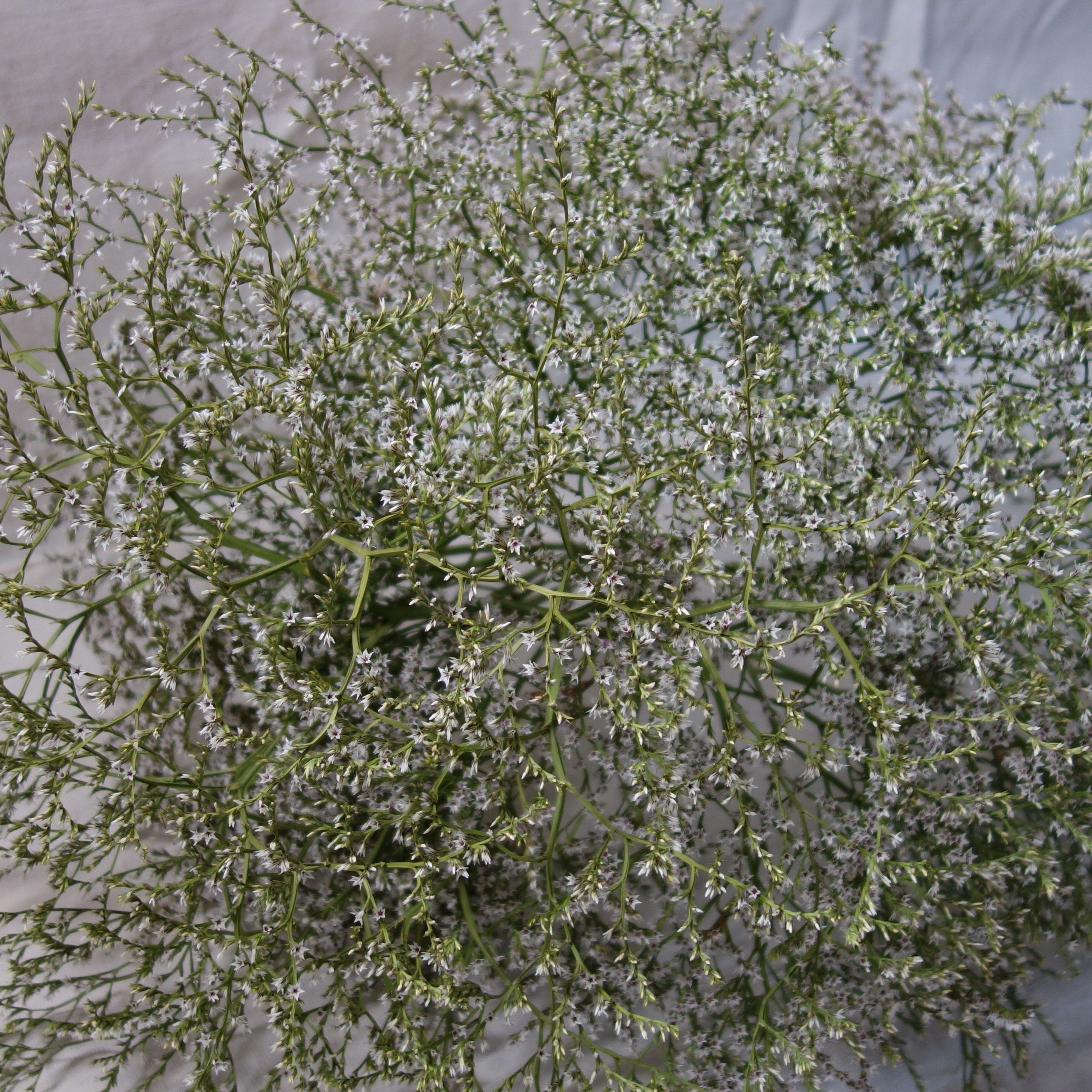 Statice Limonium blanc Séché