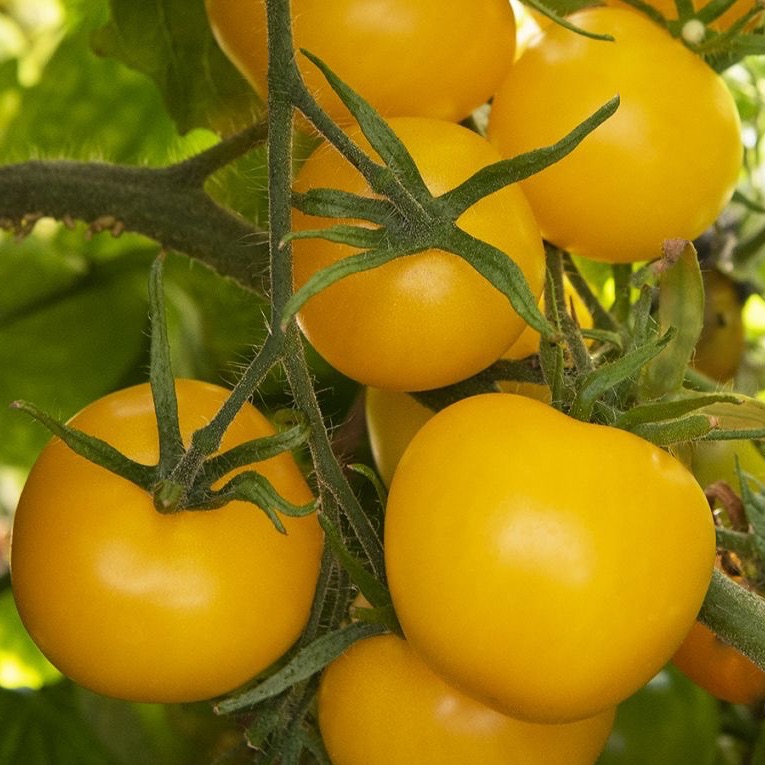 Plant de Tomate "Gelbe d'Hélène"