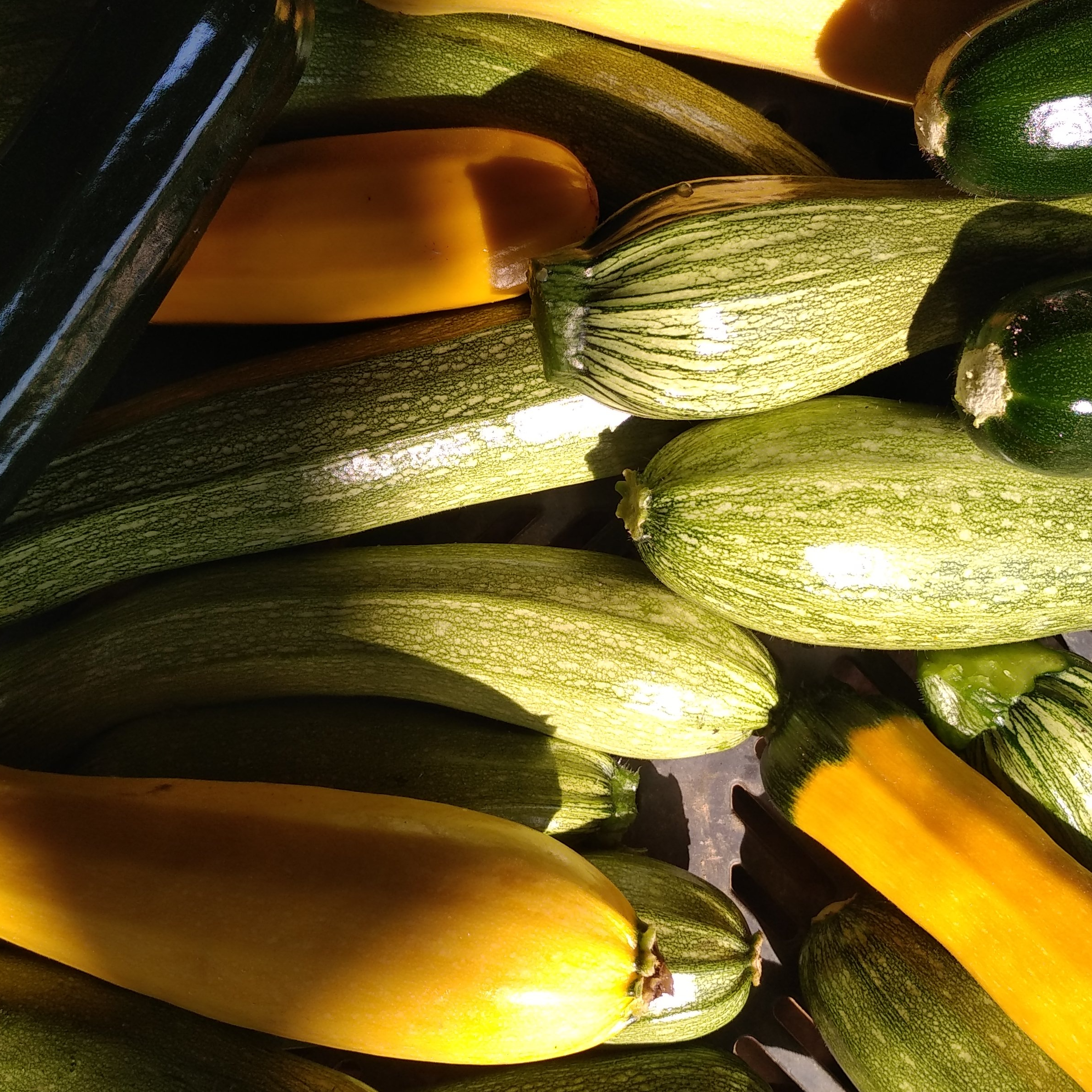Courgettes