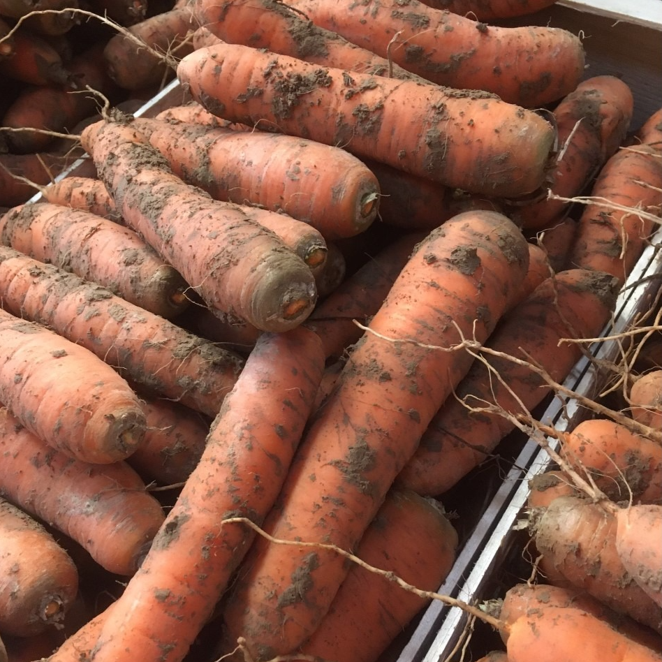 Sac de 3kg de Carottes Bio - 3kg