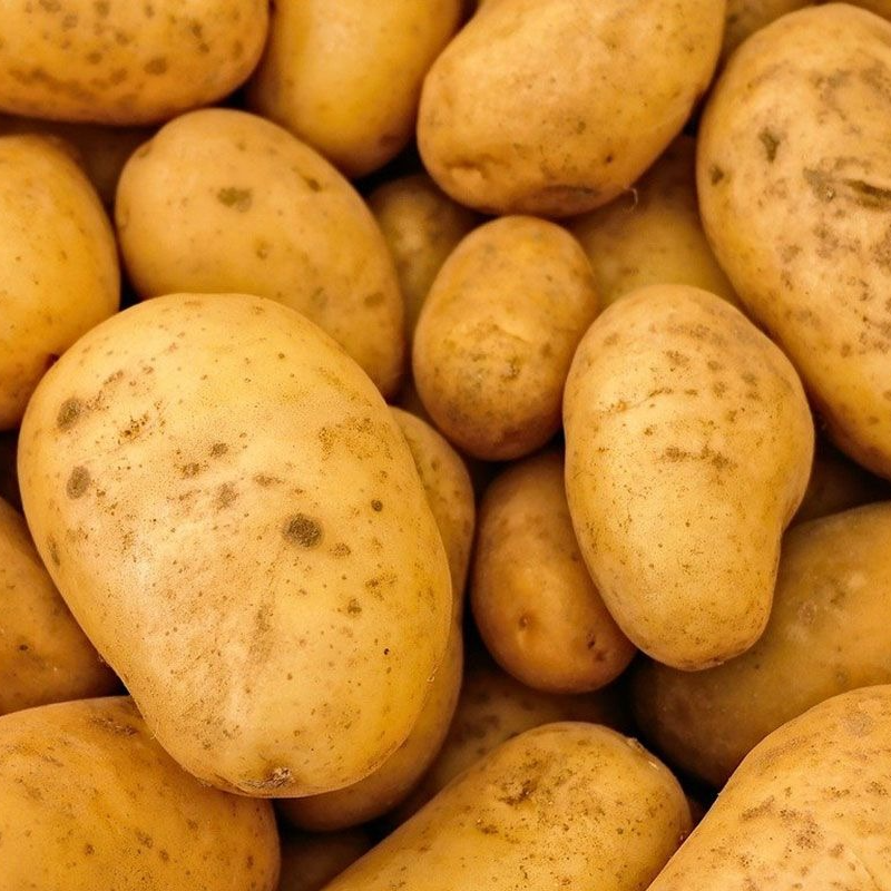 Pomme de terre à chair ferme