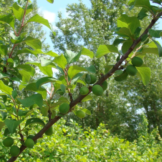 Prunier 'De Vars' / Saint Julien Racines nues / Inférieur à 1m