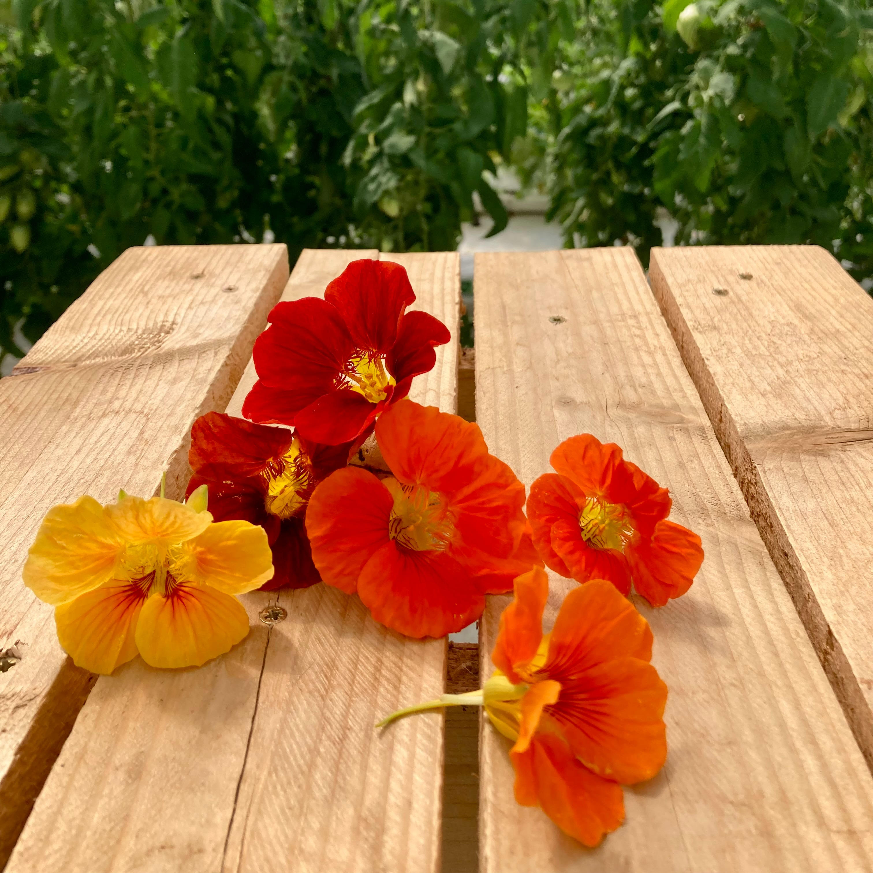 Fleurs de Capucines