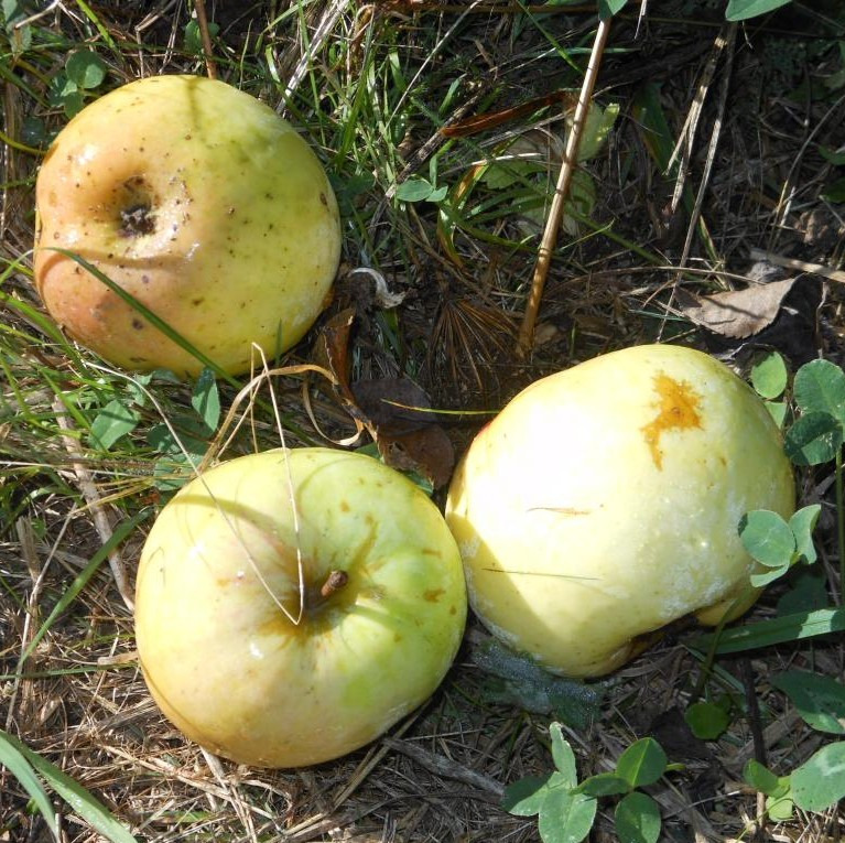 Citron – M26