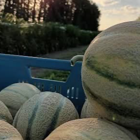 Melon