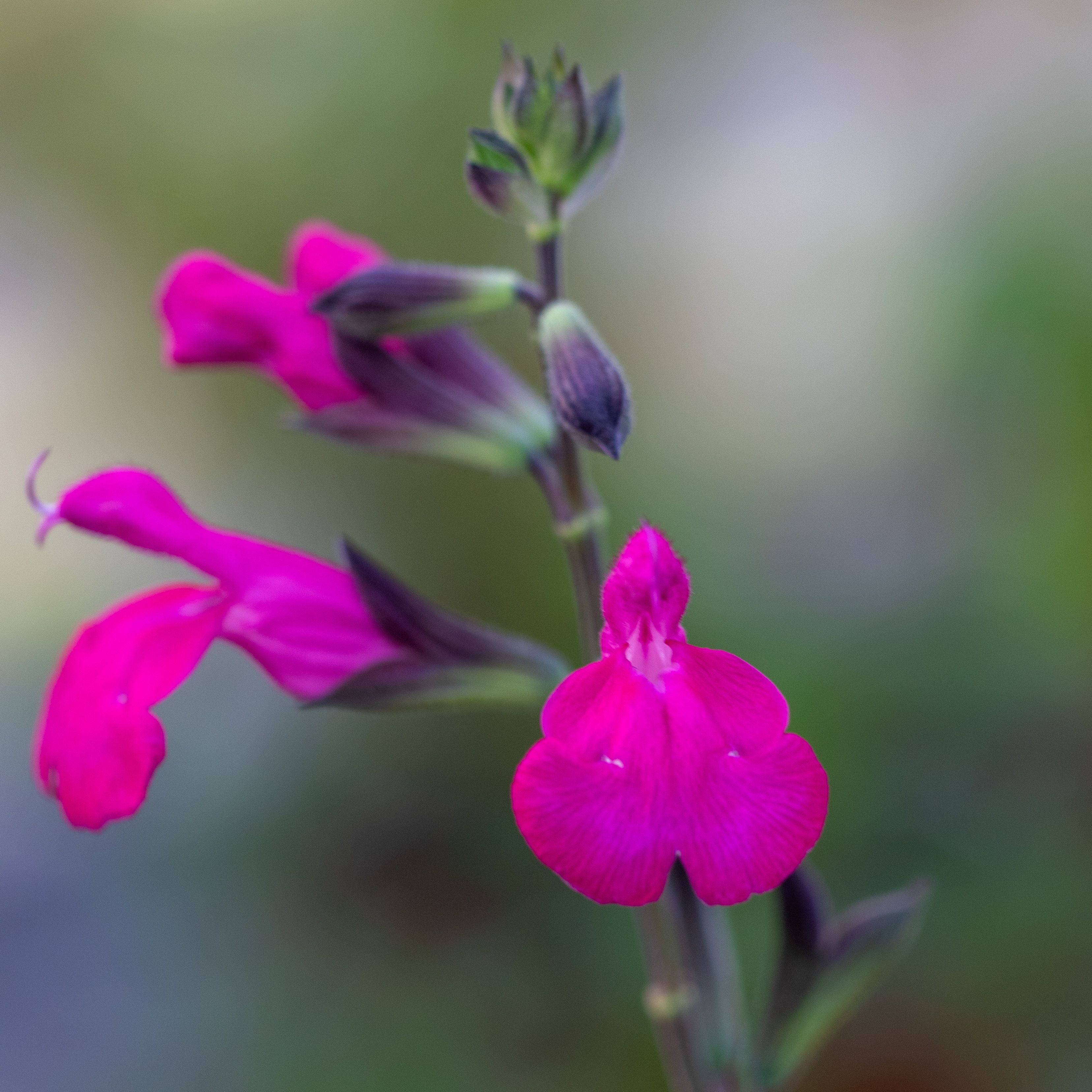 Salvia microphylla 'Cerro Potosi'