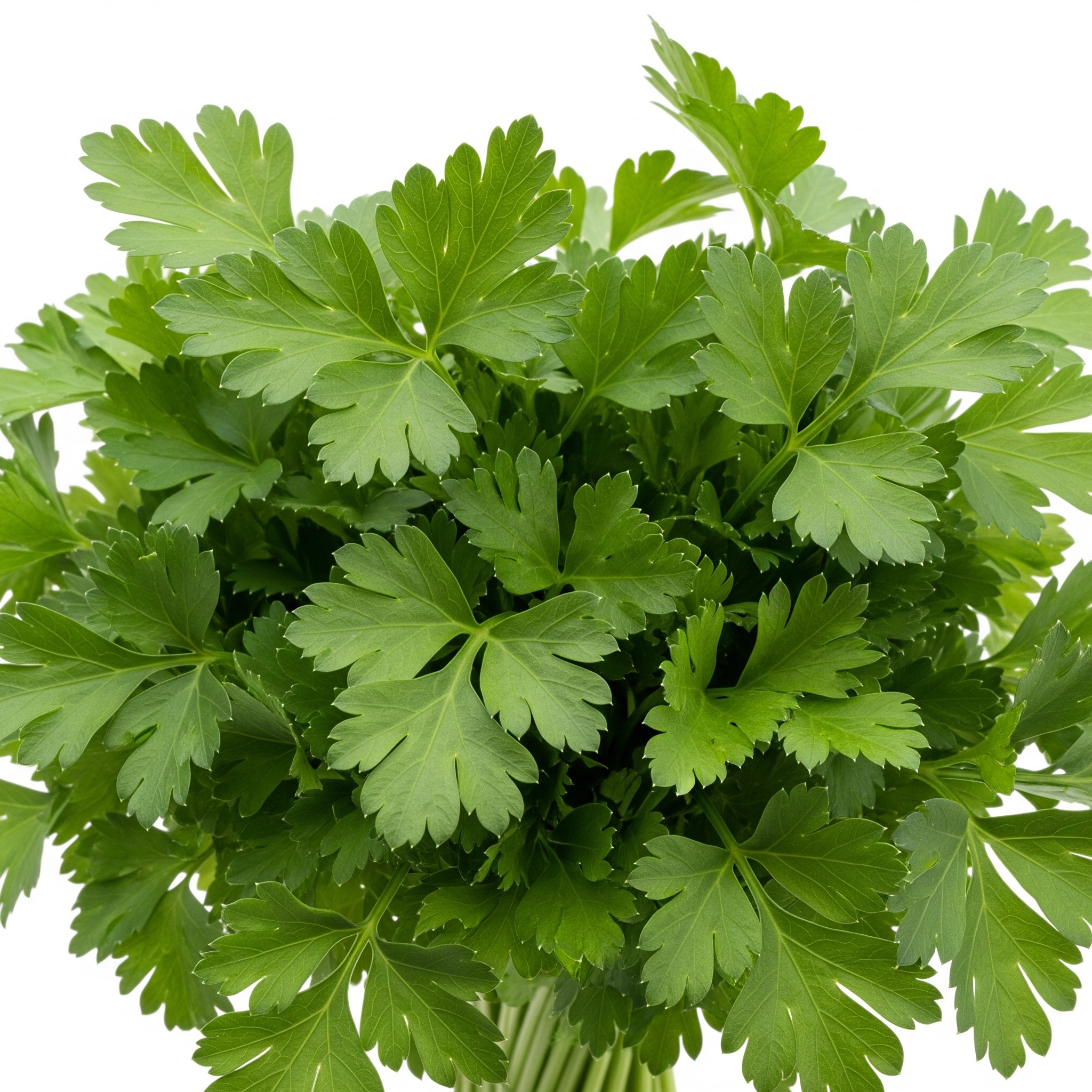Persil plat (botte)