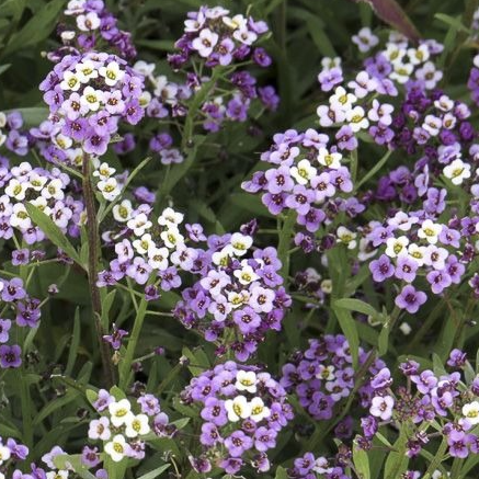 TB Fleurs d'Alysse (par 50)