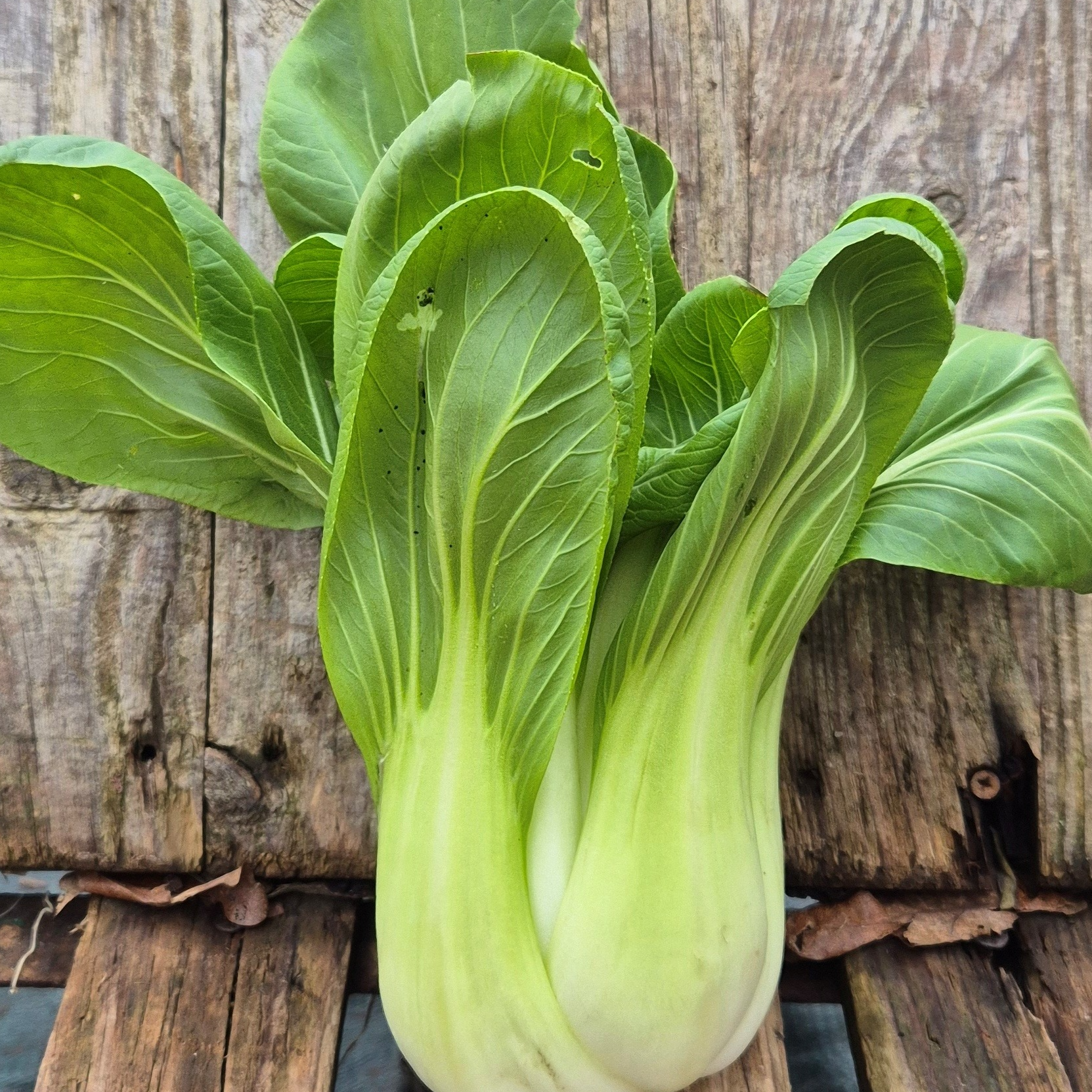 Chou Chinois Baby Bok Choi