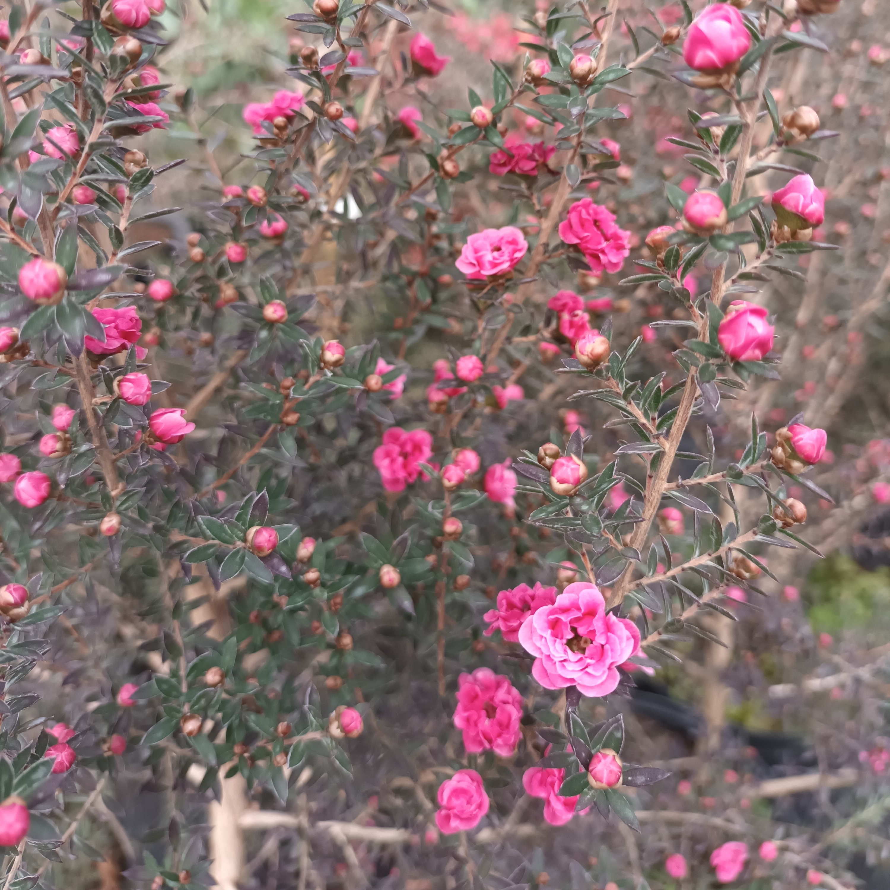Leptospernum à fleurs roses, Leptospernum scoparium winter Cheer - 3l