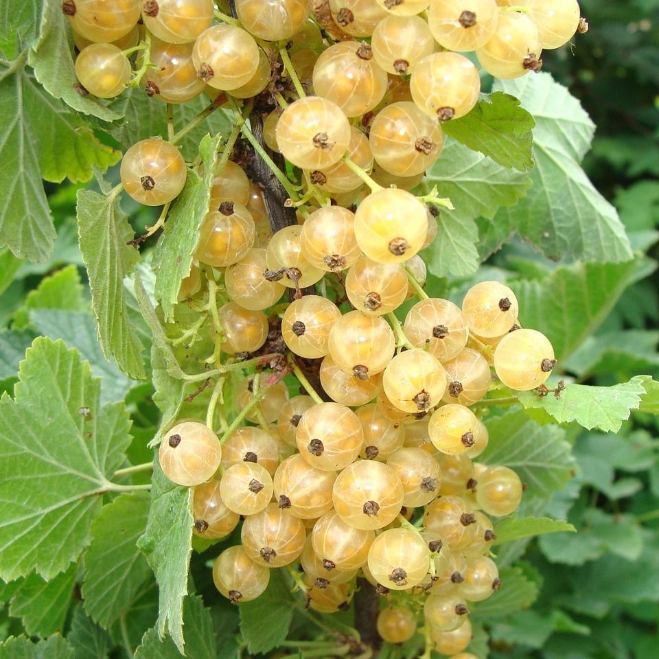 Groseiller (Ribes rubrum) 'Versaillaise Blanche'