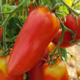 Tomate Andines des Fontenelles - godet 8 cm