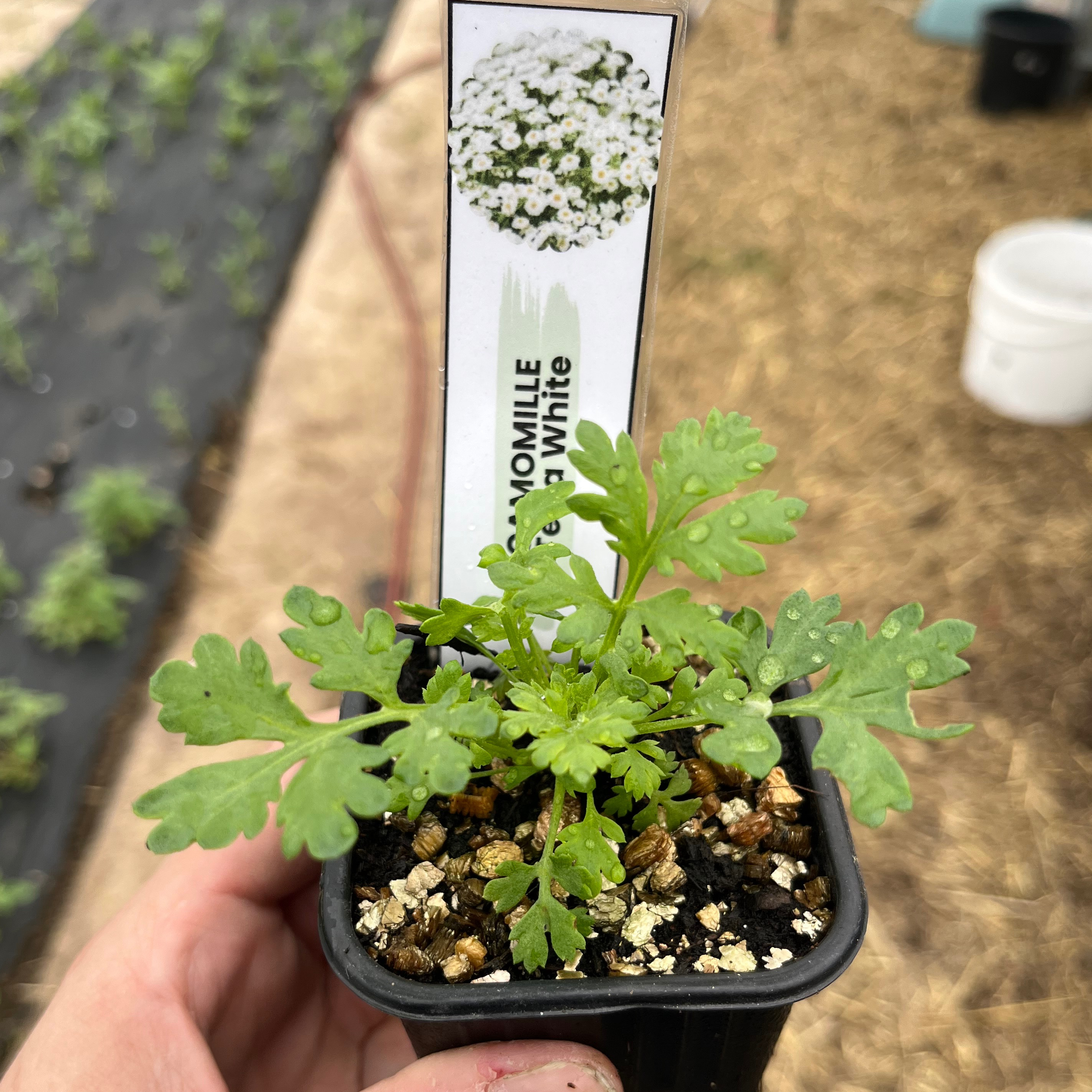 Camomille tetra white