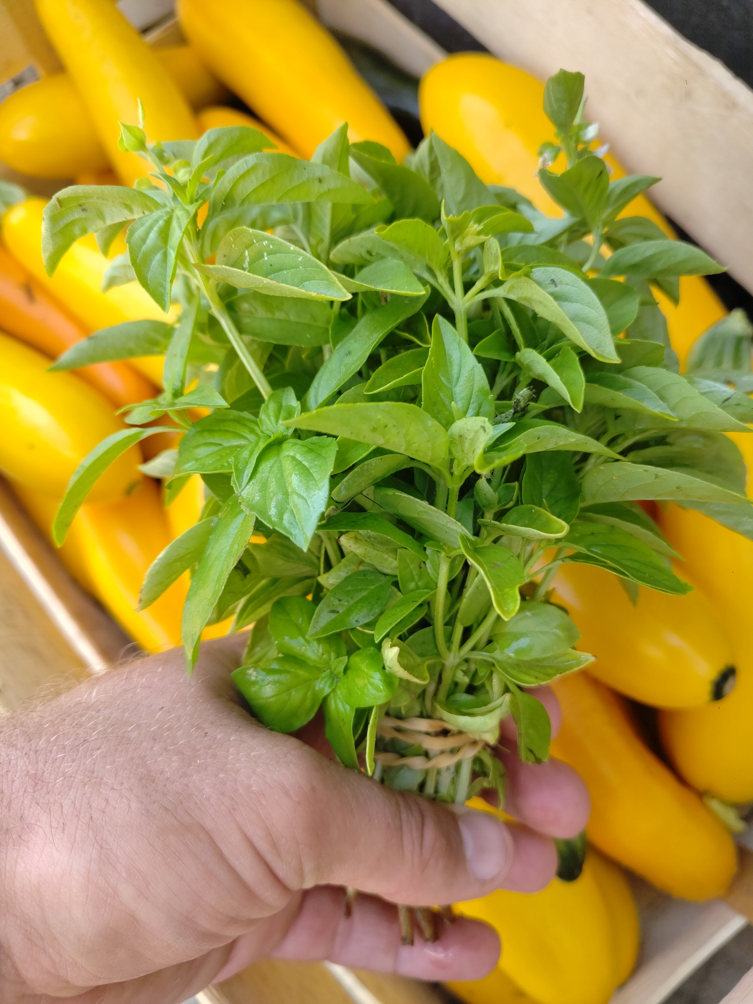 Basilic vert