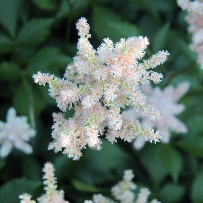 Astilbe d'Arends blanche (Astilbe x arendsii) 'Brautschleier'
